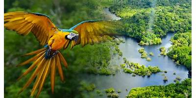 AMAZONAS