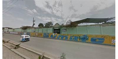 6080 ROSA DE AMERICA