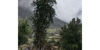 CHILLIHUA
