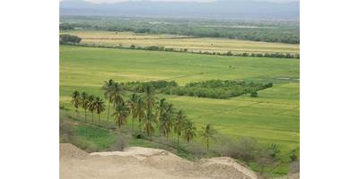 CHIRA VERDE