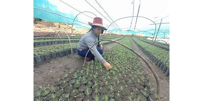 CHIRIPA