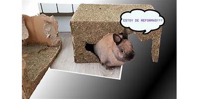 CONEJITOS A