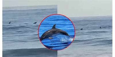 DELFINES