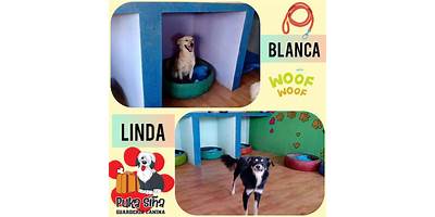 DULCE LUNA