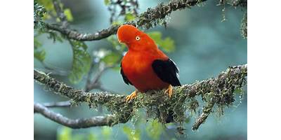 EL GALLITO DE LAS ROCAS
