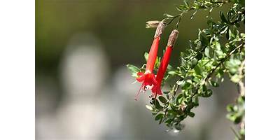 FLOR DE KANTUTTA