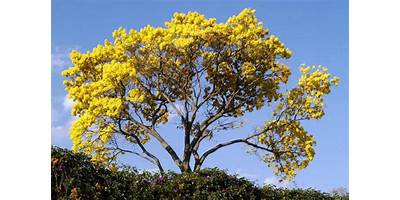 FLORES DE COLORES