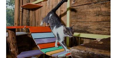 GATITOS B