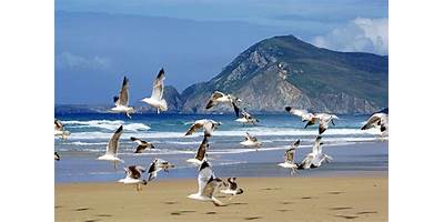 GAVIOTAS