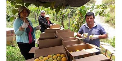 GRANADILLA