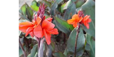 LA FLOR DE LA ACHIRA