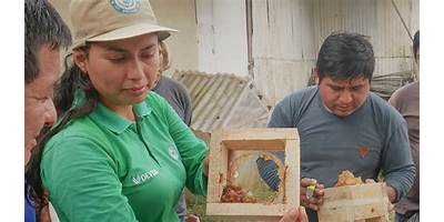 LAS ABEJAS
