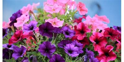 LAS PETUNIAS