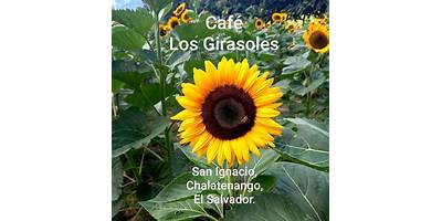 LOS GIRASOLES