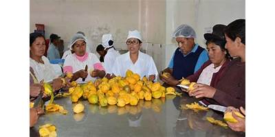 LOS PAUJILES PAICHANI