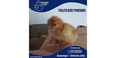 LOS POLLITOS