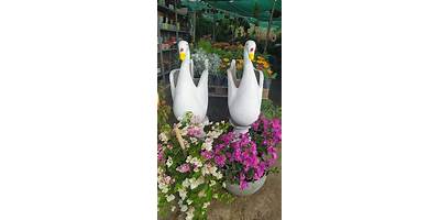 ORQUIDEAS