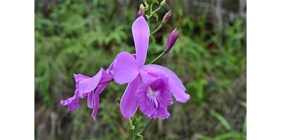 ORQUIDEAS DEL SABER