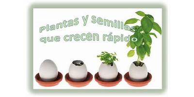 SEMILLAS QUE CRECEN
