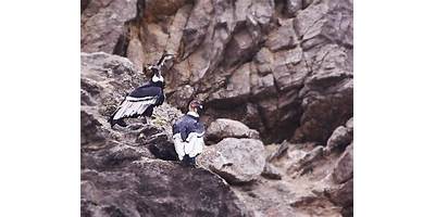 AGUILA CONDOR