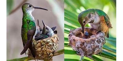 COLIBRI