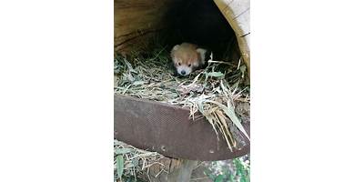 RED PANDA
